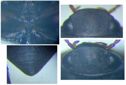 Réf. 292 010 : Deronectes hispanicus